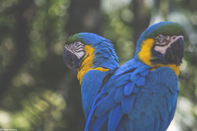 Close-up of gold and blue macaws