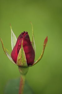 Close-up of red rose bud