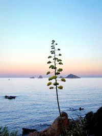 Scenic view of sea against clear sky