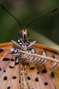 Close-up of insect