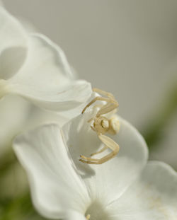 Close-up of white rose flower