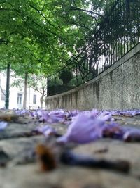 Surface level of walkway