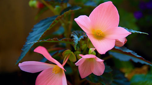 Close-up of pink flower