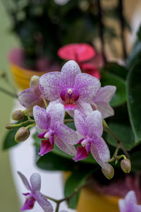 Close-up of pink flowering plant