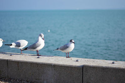 Seagulls perching on retaining wall by sea