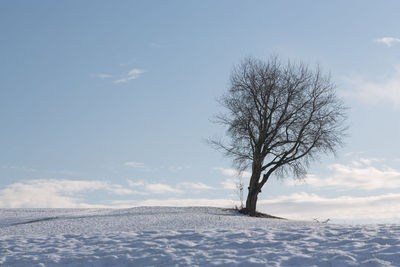 Bare tree on snow covered field against sky