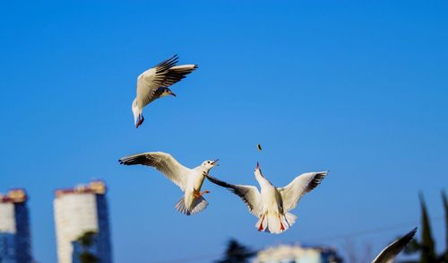 Seagulls flying against clear blue sky