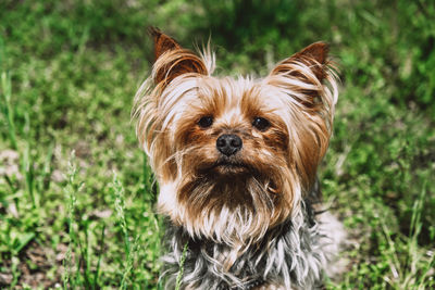 Portrait of dog