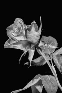 Close-up of rose blooming against black background