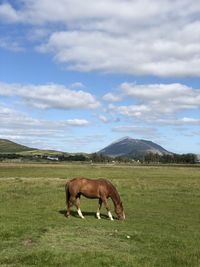 Horse grazing in a field