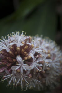 Close-up of white flowers