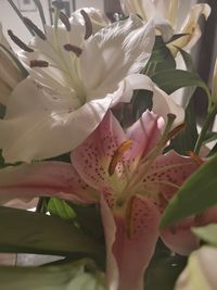 Close-up of white lily