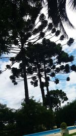 Silhouette trees against sky