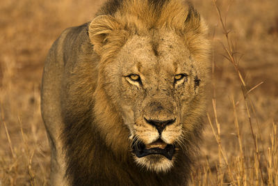 Close-up portrait of a male lion