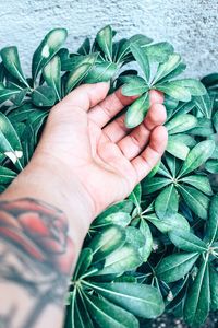 Close-up of man holding plant