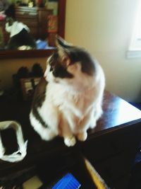 Cat looking away