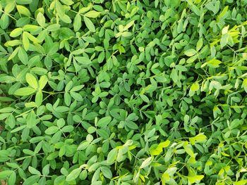 Full frame shot of plants growing on field