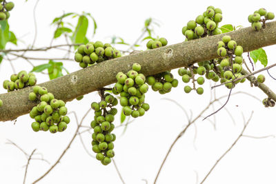 Close-up of grapes growing on tree