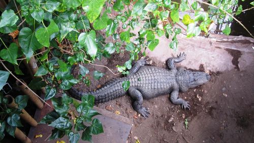 Close-up of lizard on tree