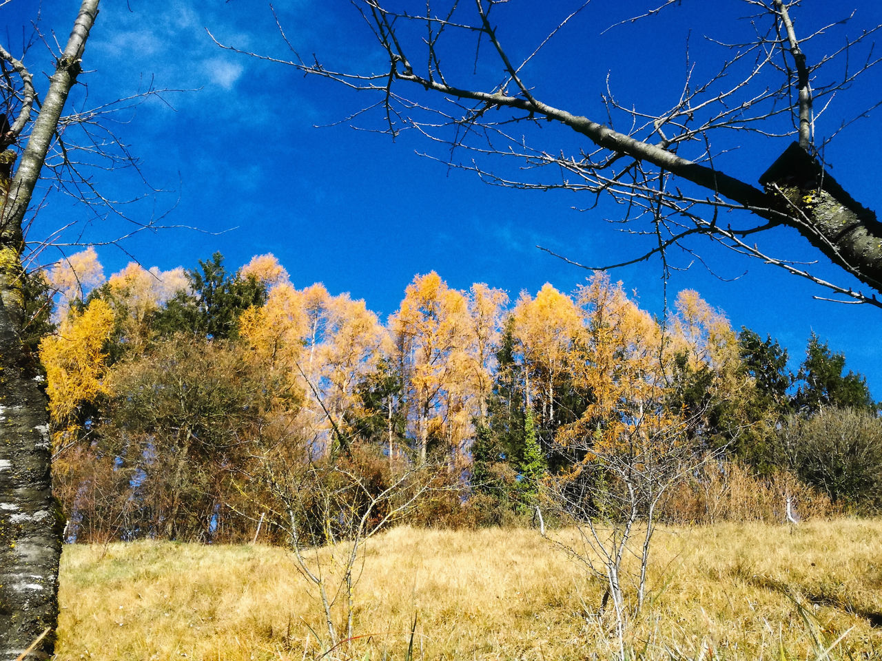 TREES ON FIELD DURING AUTUMN