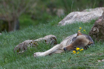 Close-up of iguana on grass