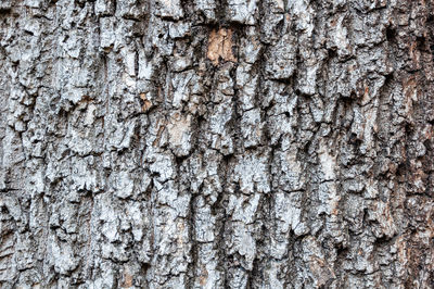 Full frame shot of tree trunk