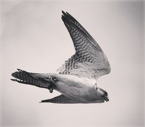 Close-up of seagull flying against clear sky