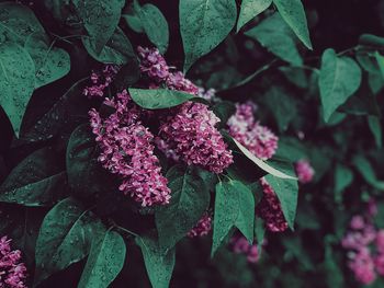 Close-up of pink flowering plant