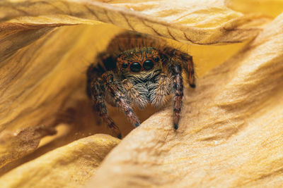 Close-up of spider on rock