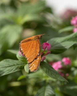 Close-up of butterfly pollinating on flower