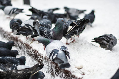 Close-up of pigeons on snow