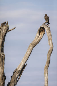 Low angle view of bird perching on tree against sky