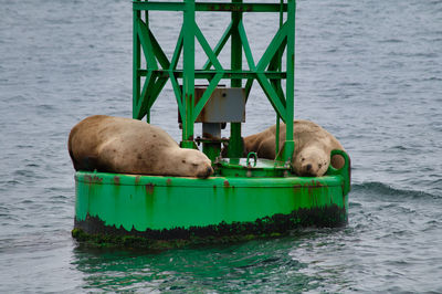 High angle view of dog in sea