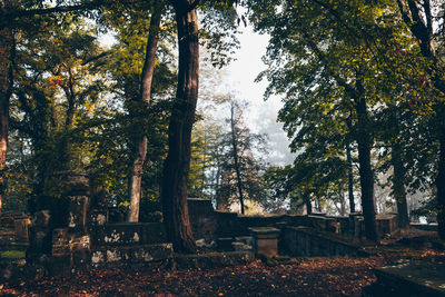 Trees in park