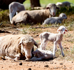 Sheep on field