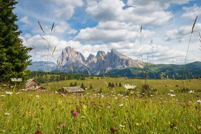 Scenic view of summer meadow with flowers and mountain hut against in blue sky with clouds