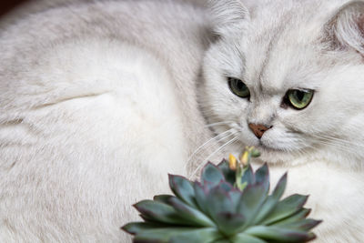 pet