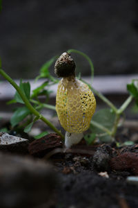 Close-up of fruit growing on field