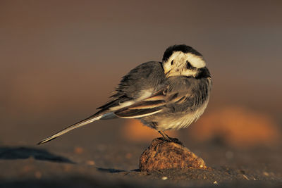 Close-up of bird perching on a rock