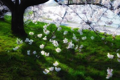 White flowers blooming on tree