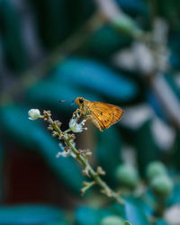 Close-up of butterfly pollinating on flower