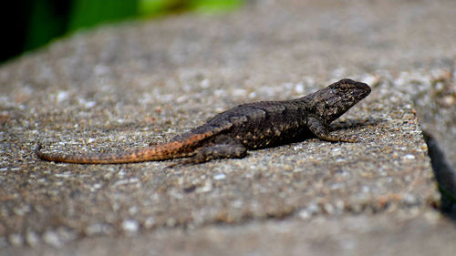 Close-up of lizard on rock