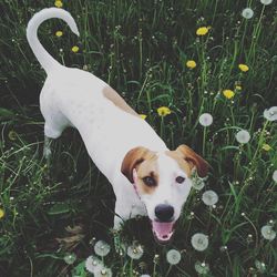 Portrait of white dog