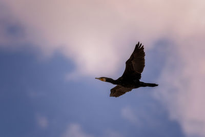 Low angle view of eagle flying in sky