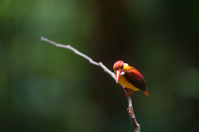 Bird perching on a branch