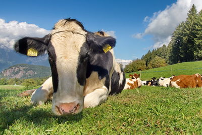 Cows on green hill