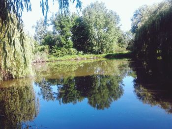 Reflection of trees in lake against sky