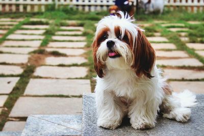 Portrait of dog sitting outdoors