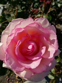 Close-up of pink rose blooming outdoors