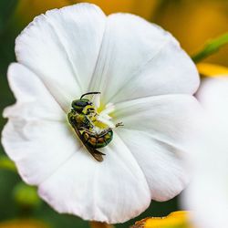 Close-up of butterfly on white flower